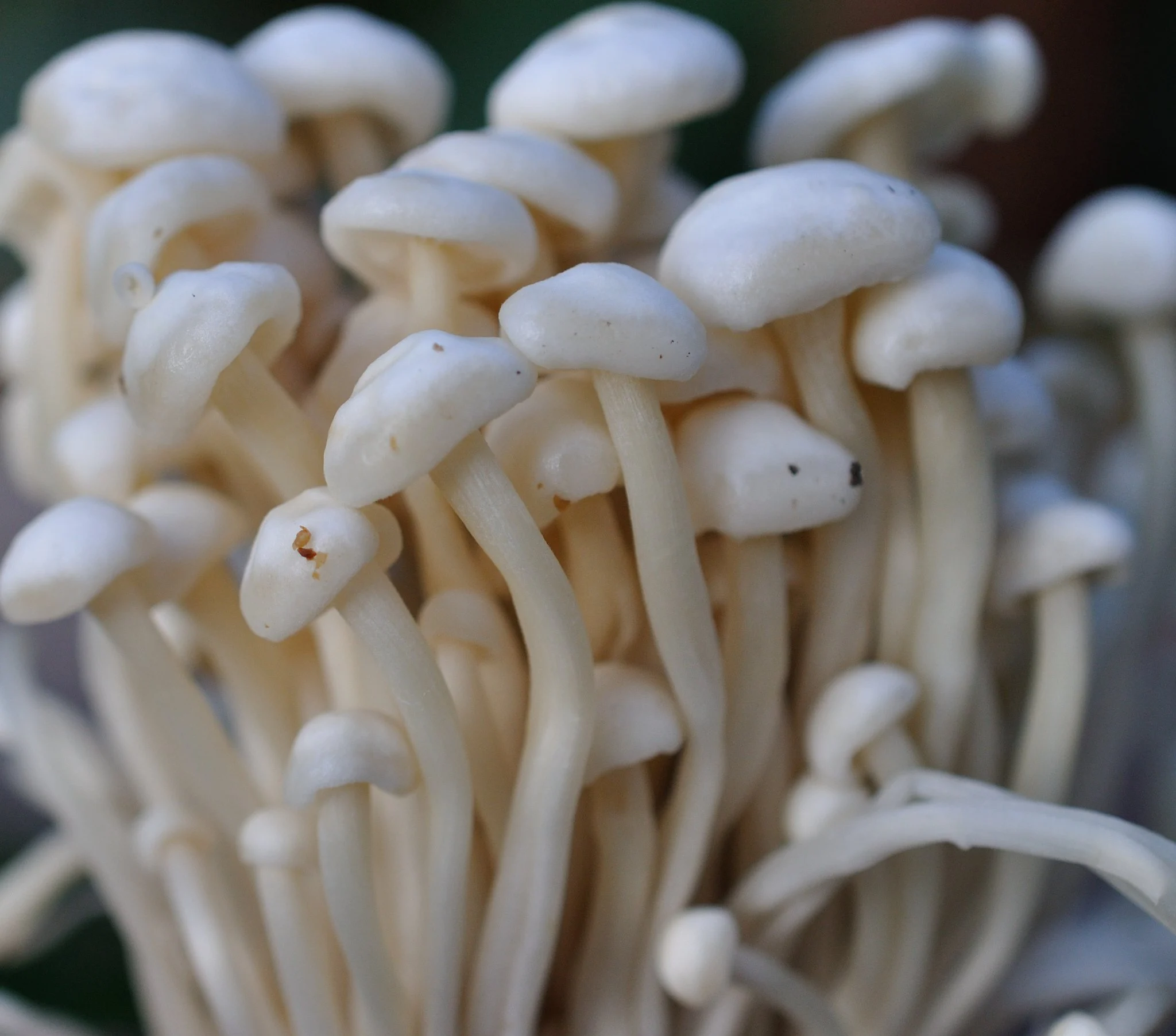 Enoki Mushroom