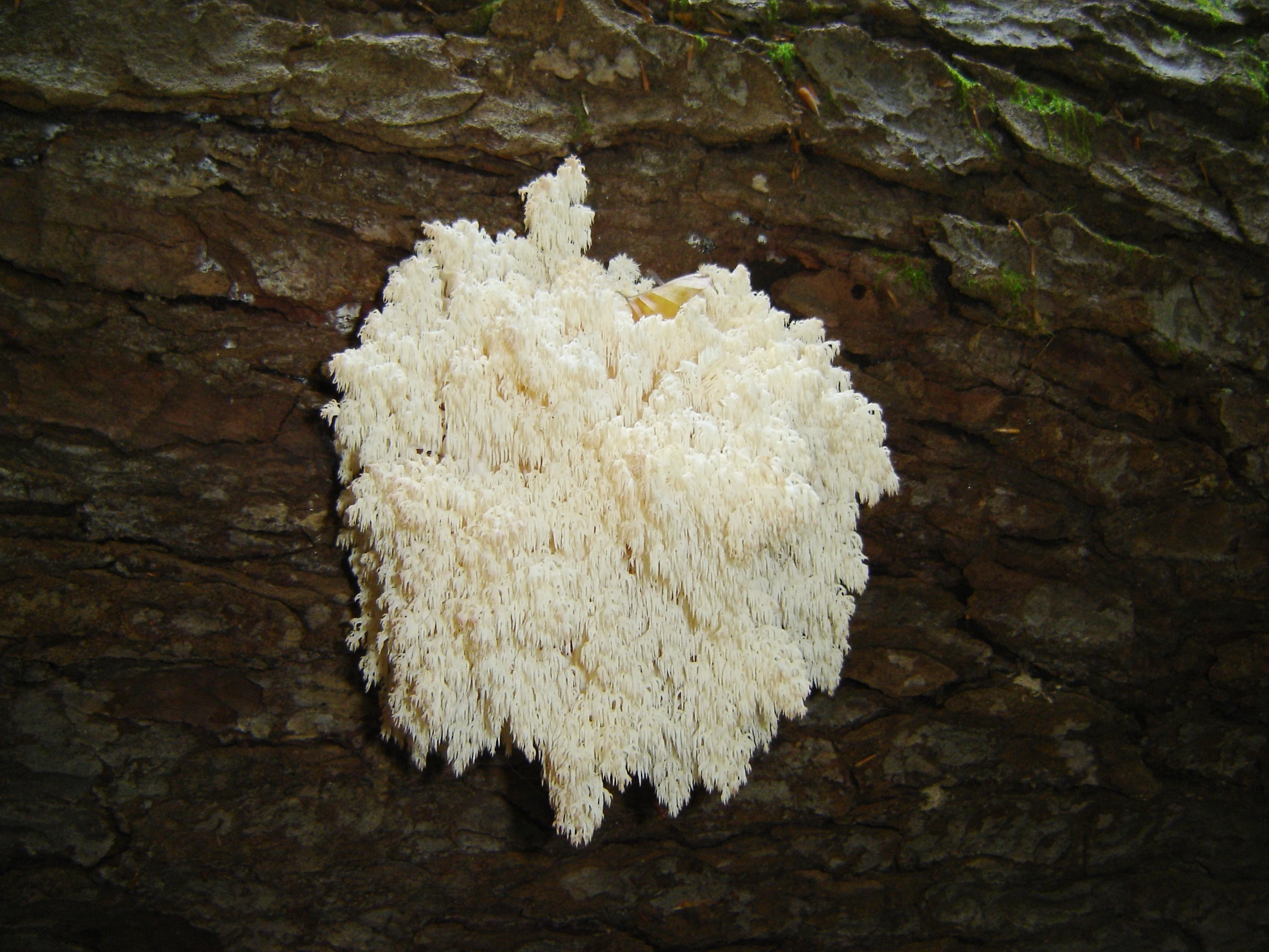 Hericium Erinaceus (Lion's Mane)