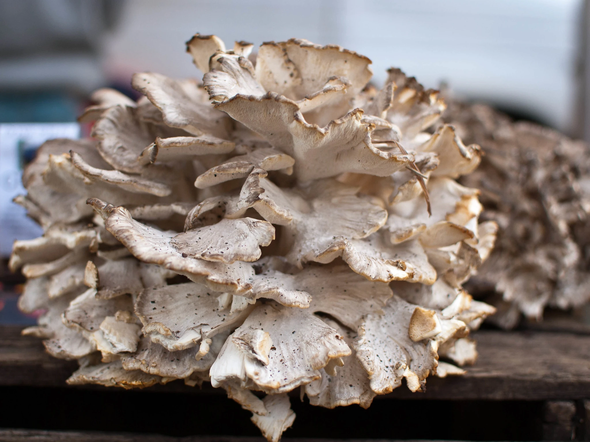 Maitake Mushroom