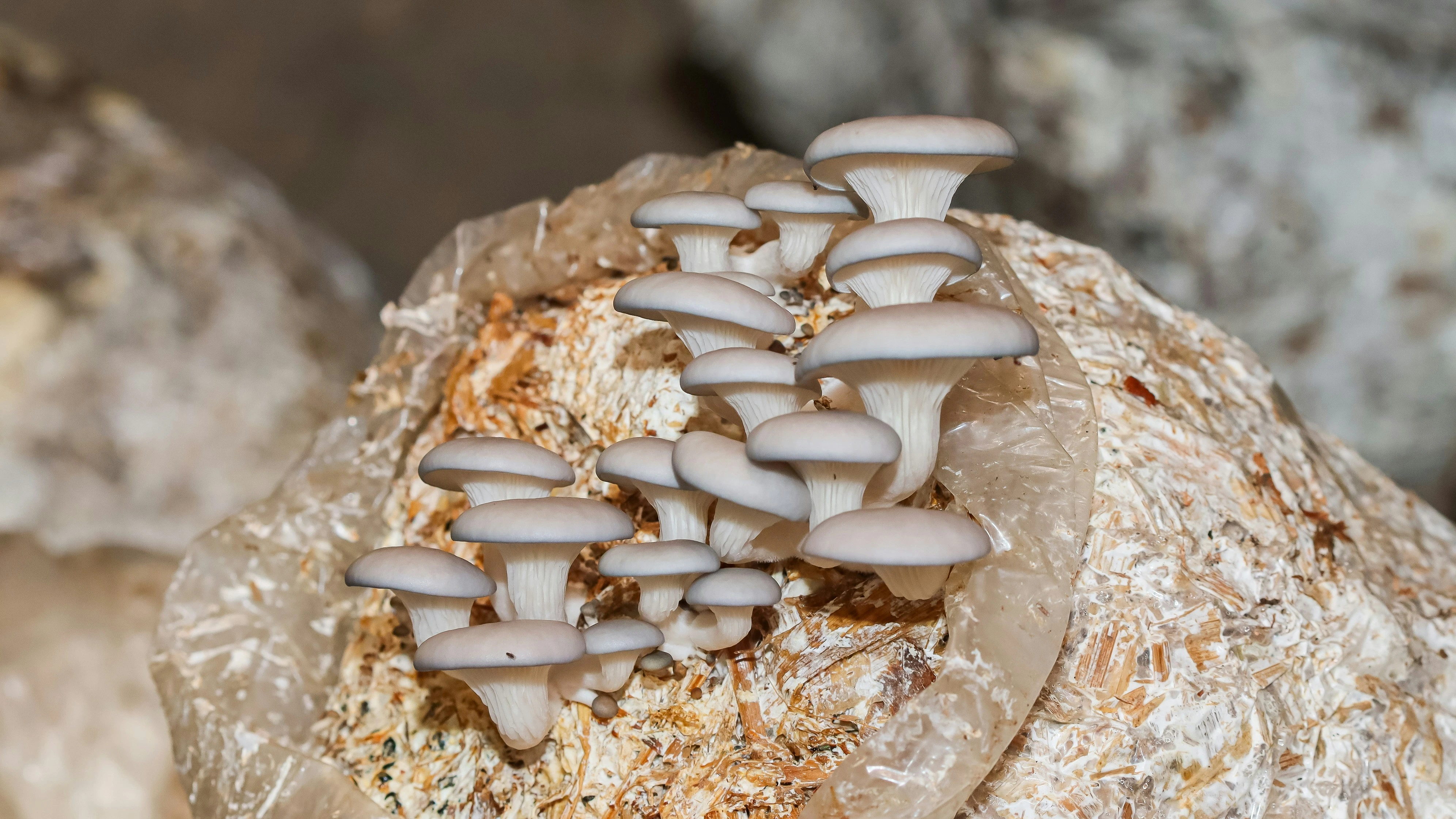 Oyster Mushroom