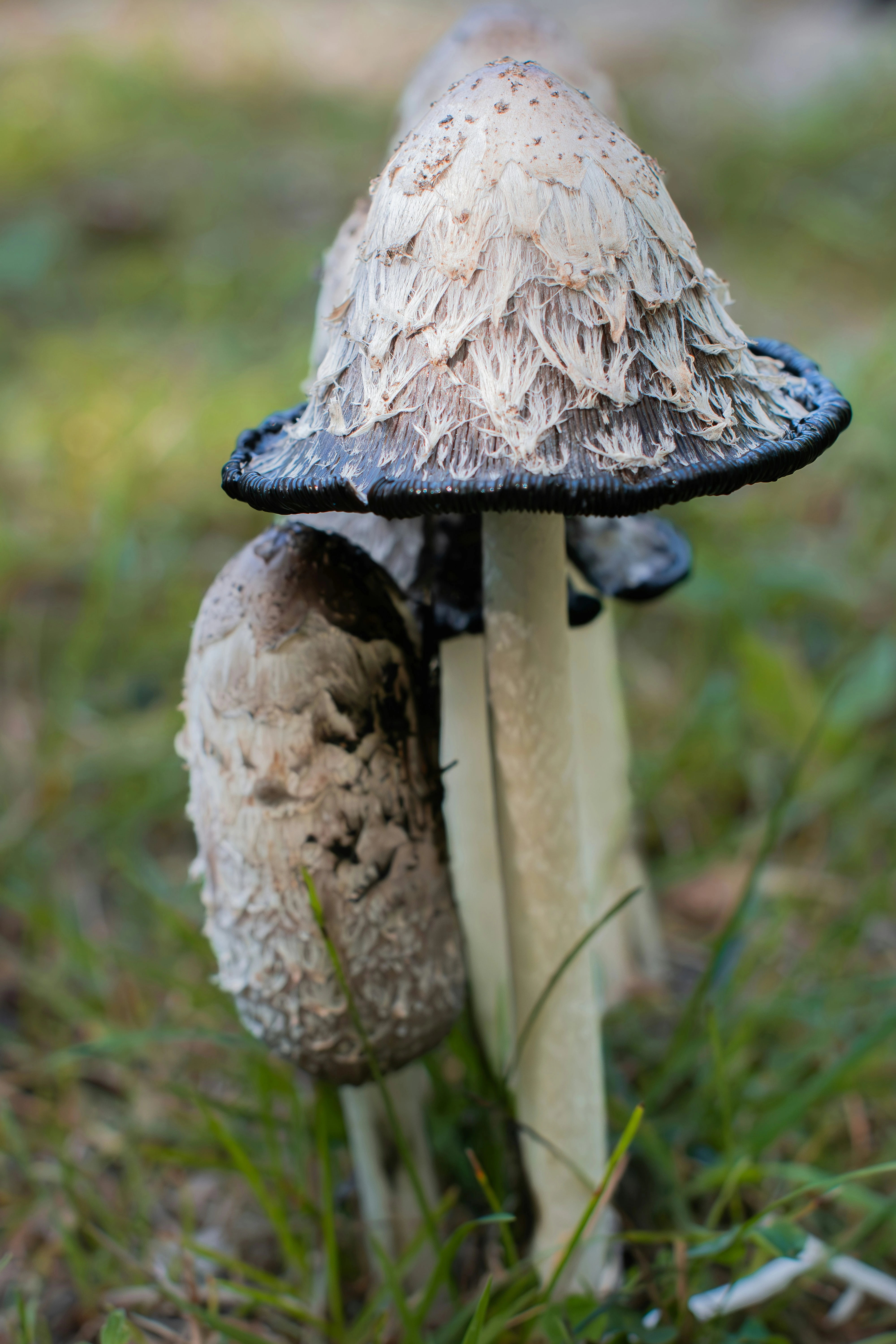 Shaggy Mane Mushroom