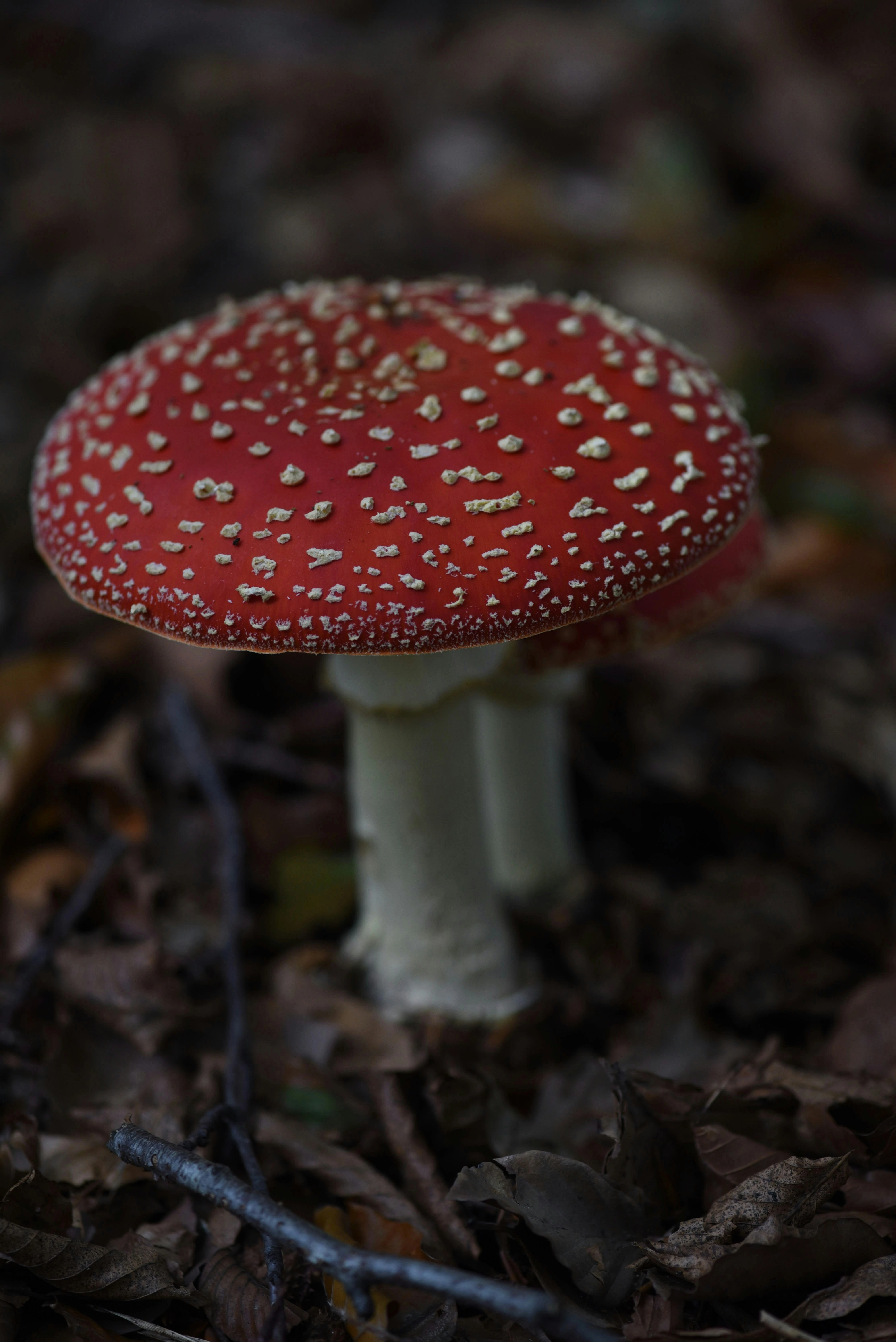 Non Medicinal Fly Agaric Mushroom